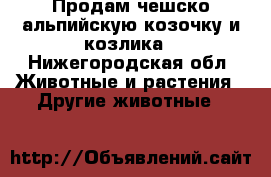 Продам чешско-альпийскую козочку и козлика - Нижегородская обл. Животные и растения » Другие животные   